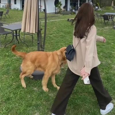 紫音之王